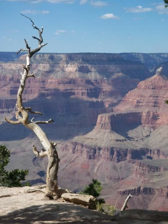 Dead tree on the rim of the Grand Canyon