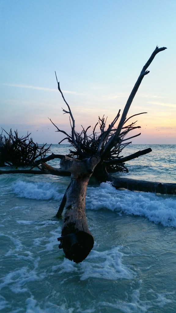 Dead tree in the Gulf of Mexico at Beer Can Island in Bradenton, Florida