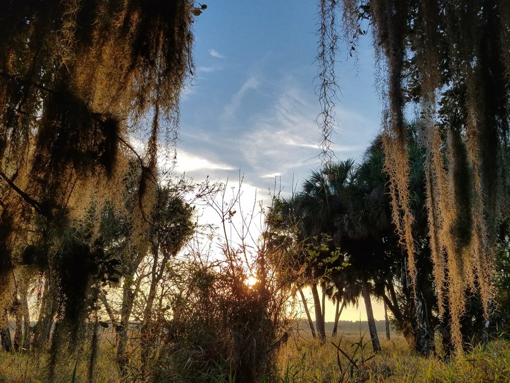 Spanish moss and palm trees at sunset in Myakka State Park in Sarasota, Florida