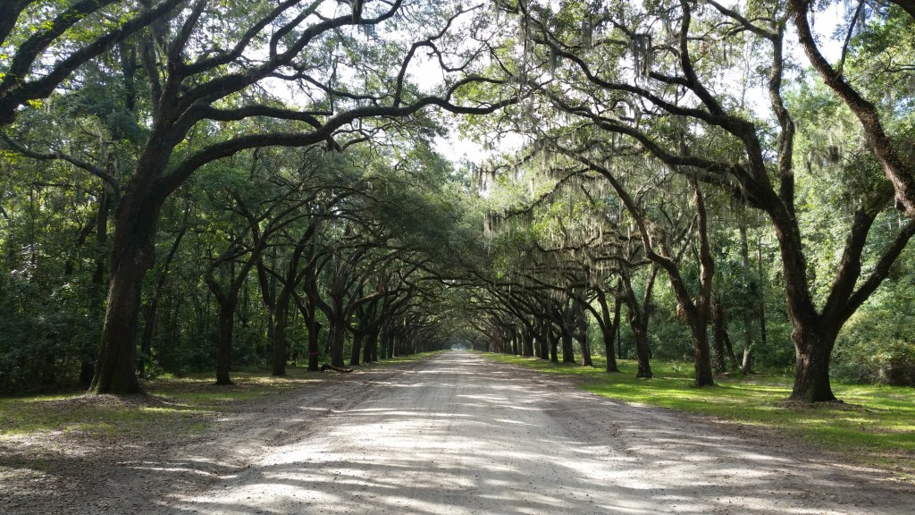 Wormsloe Plantation driveway Spanish moss trees