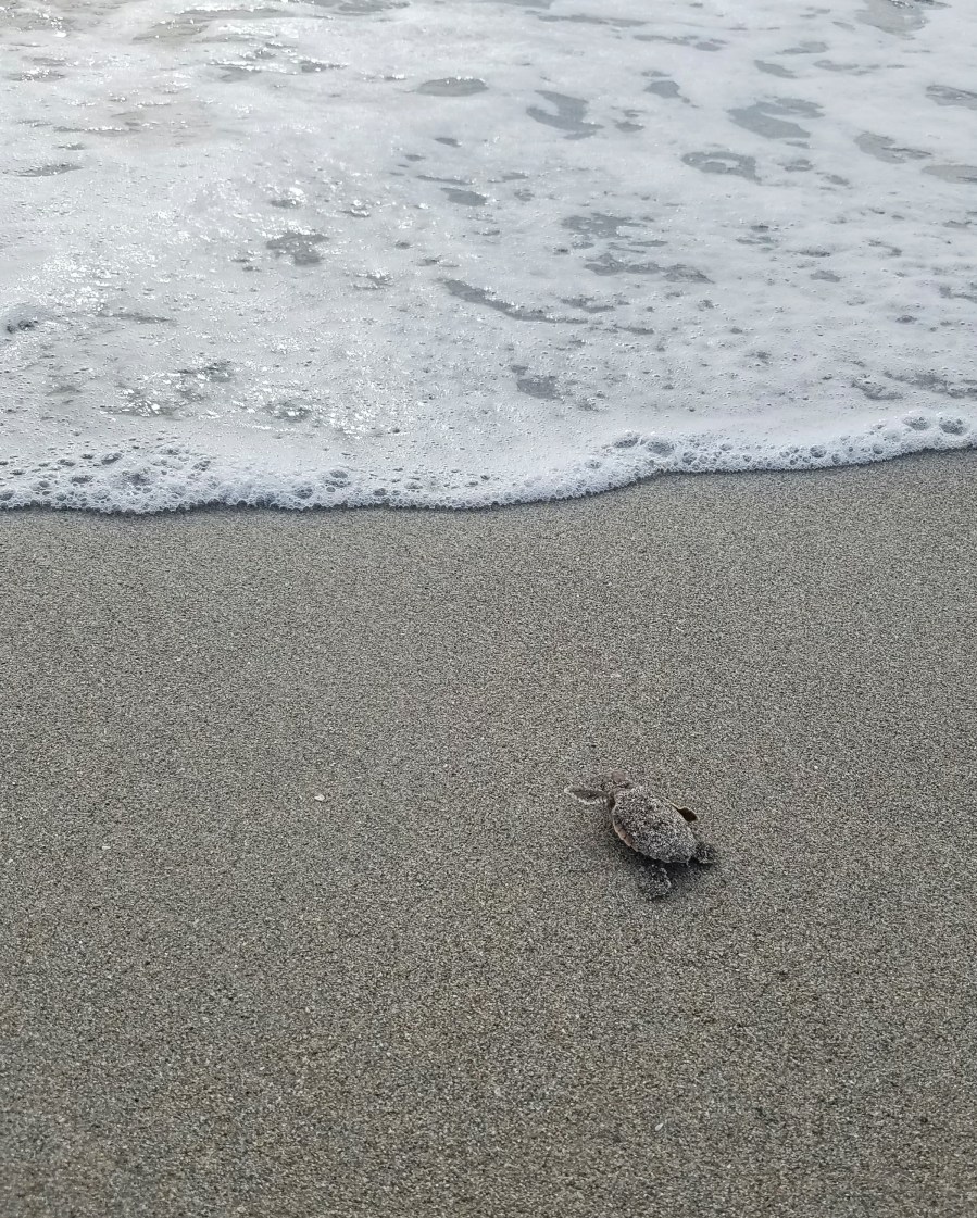 Baby sea turtle near the shoreline