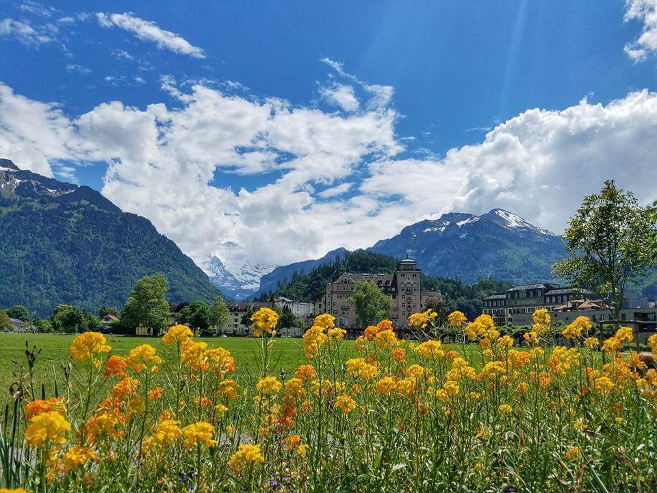 Field of yellow flowers with mountains in the background