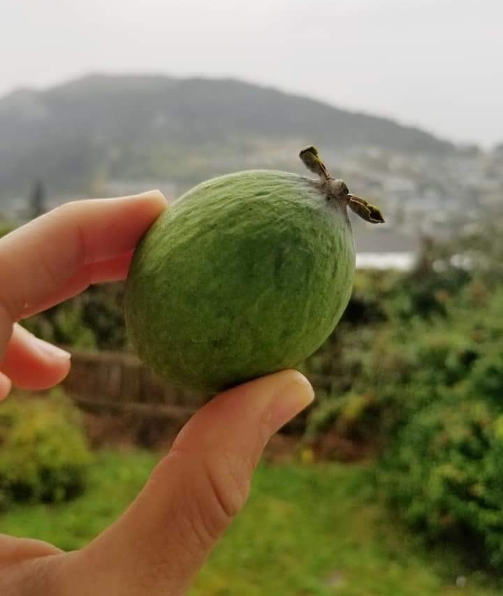 Hand holding feijoa fruit