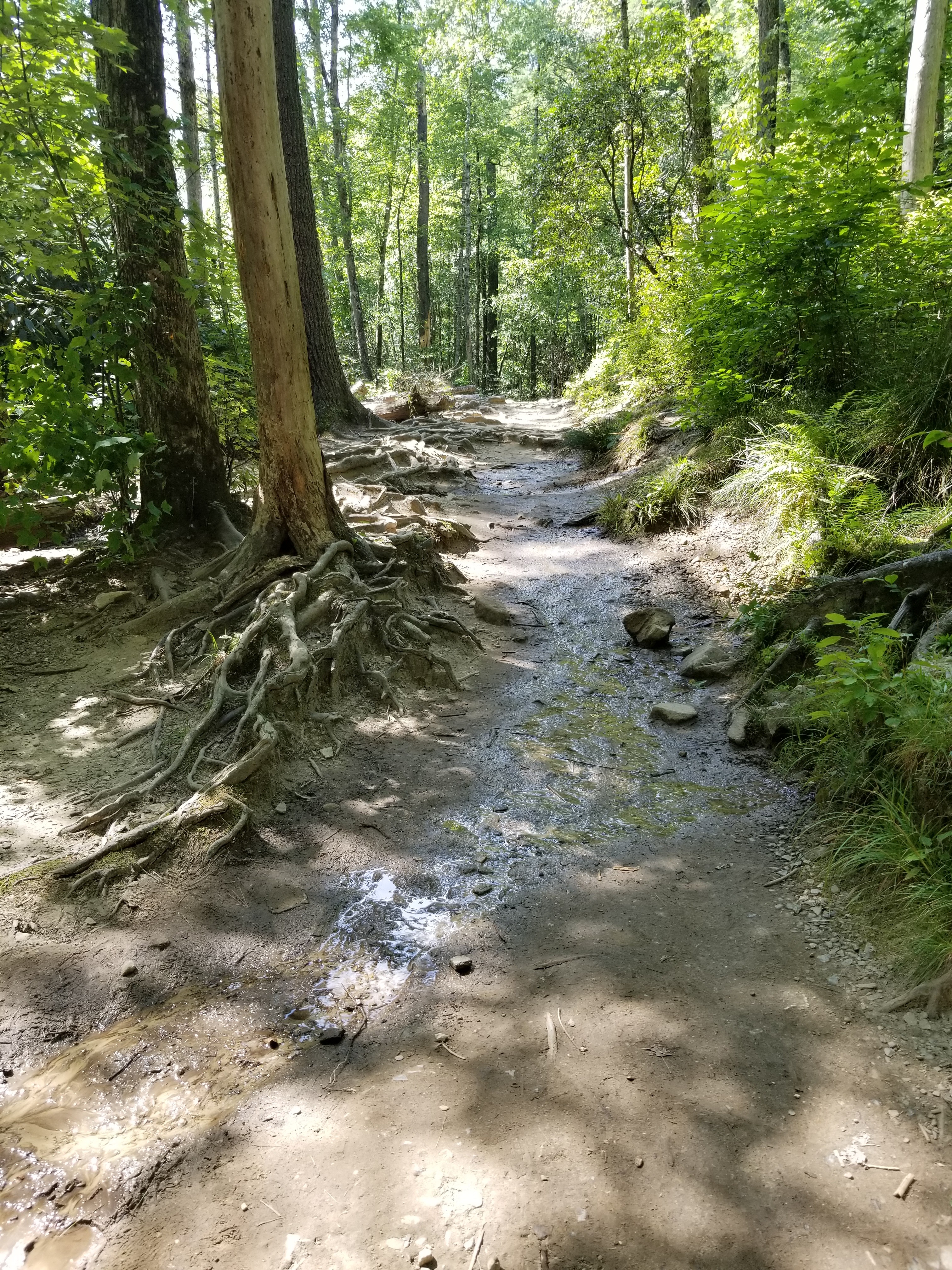 Muddy path in the woods