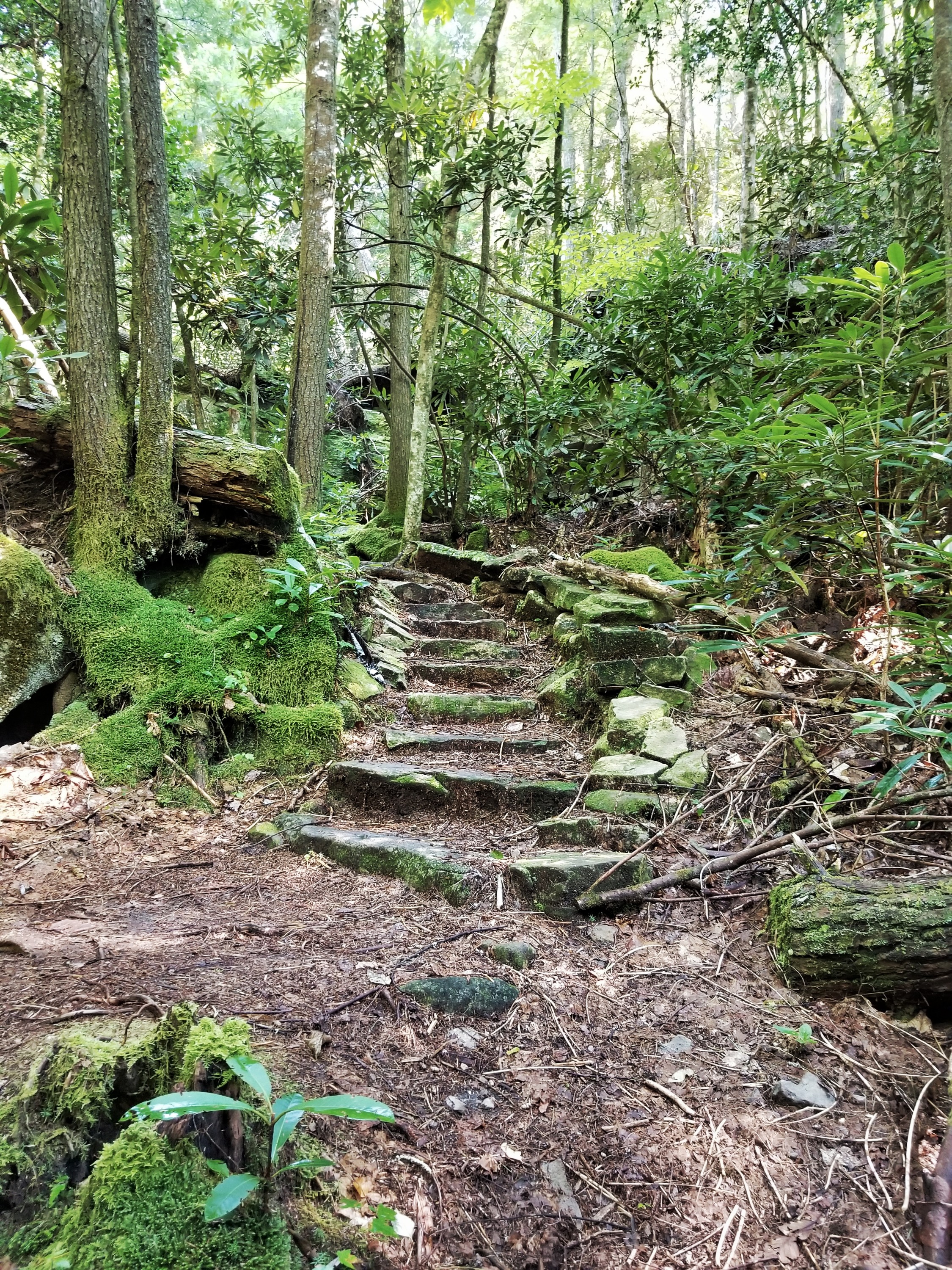Stone steps in a forest