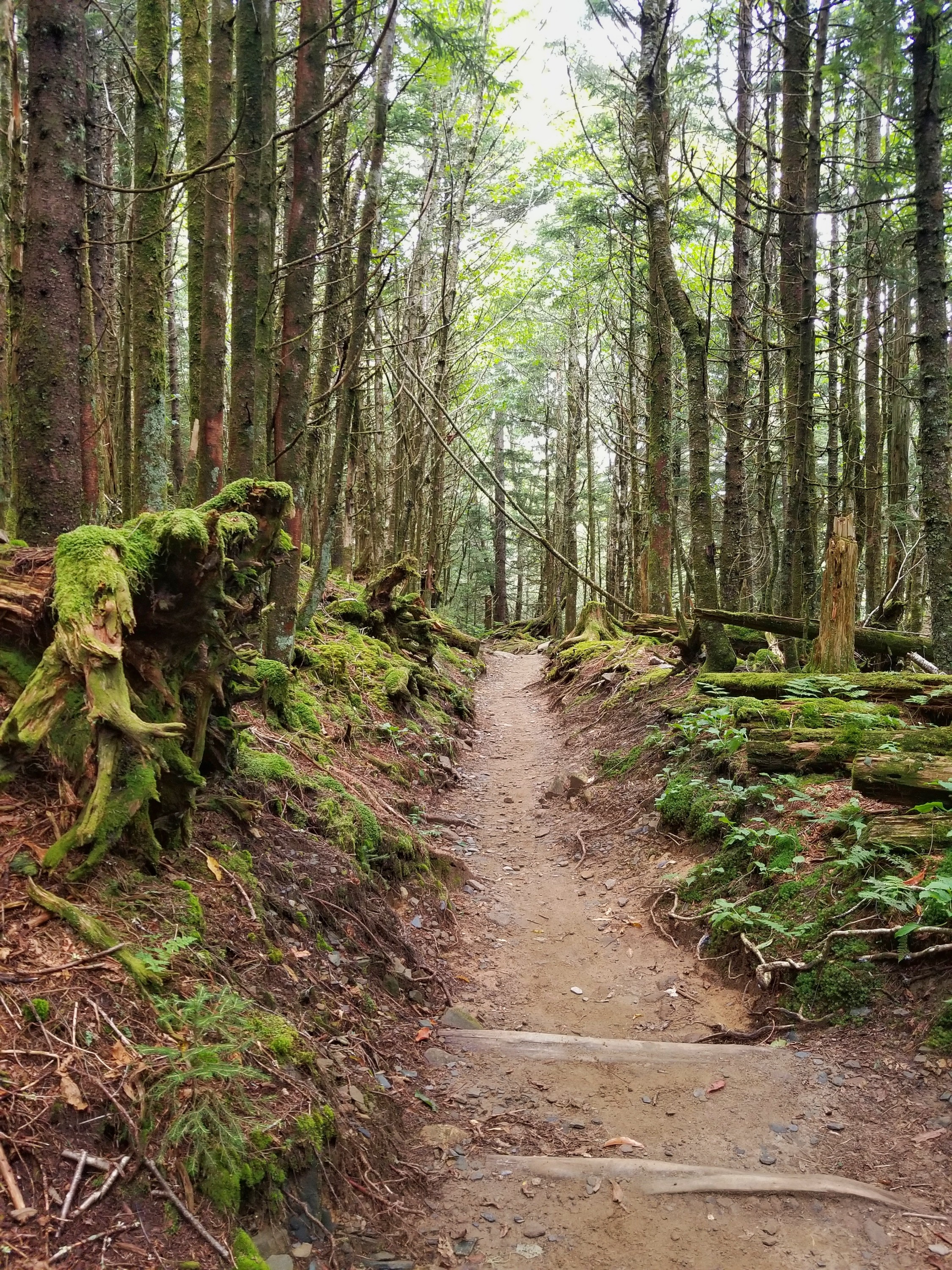 Path through a wooded area