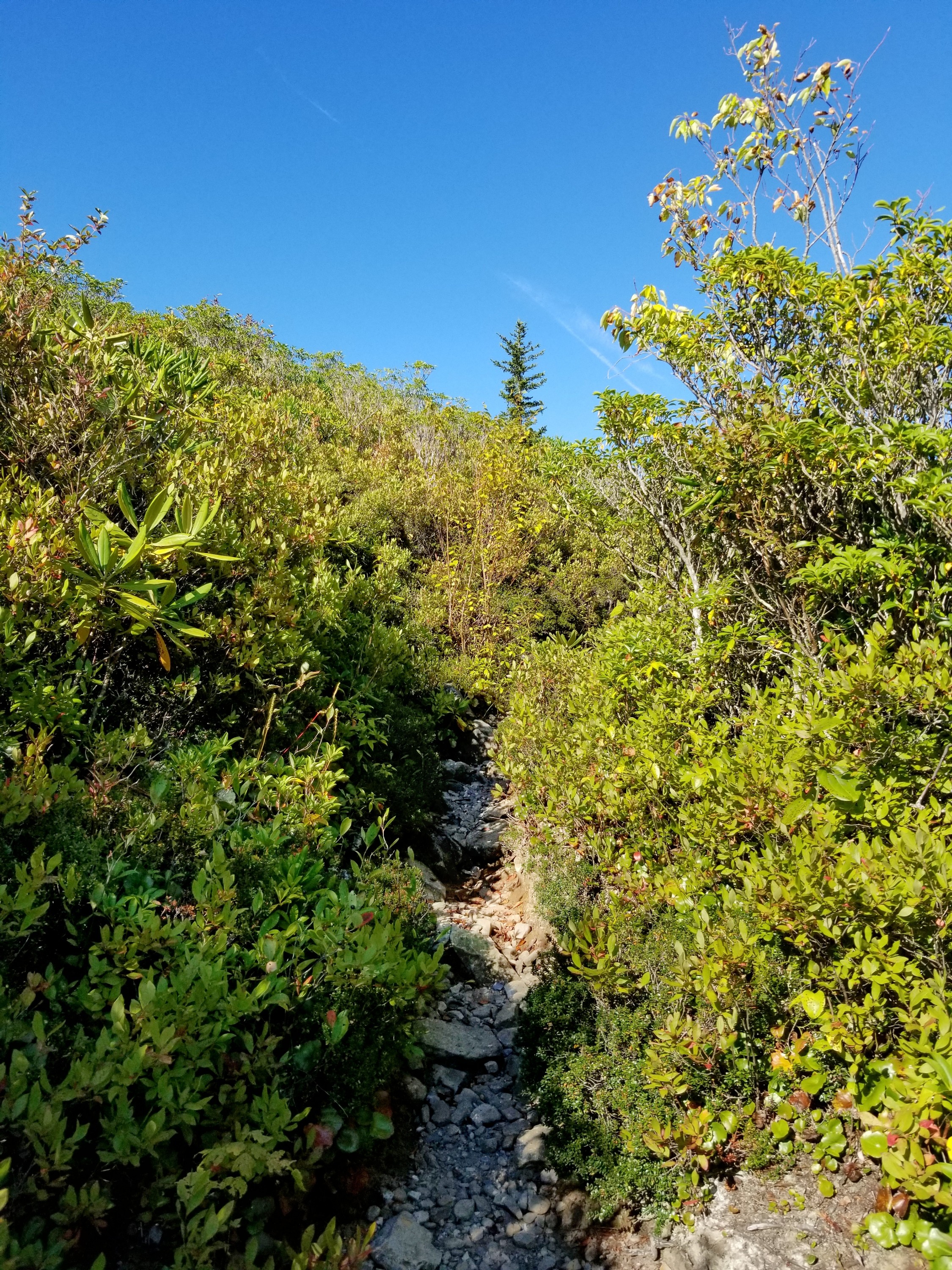 Clear blue sky against green leaves