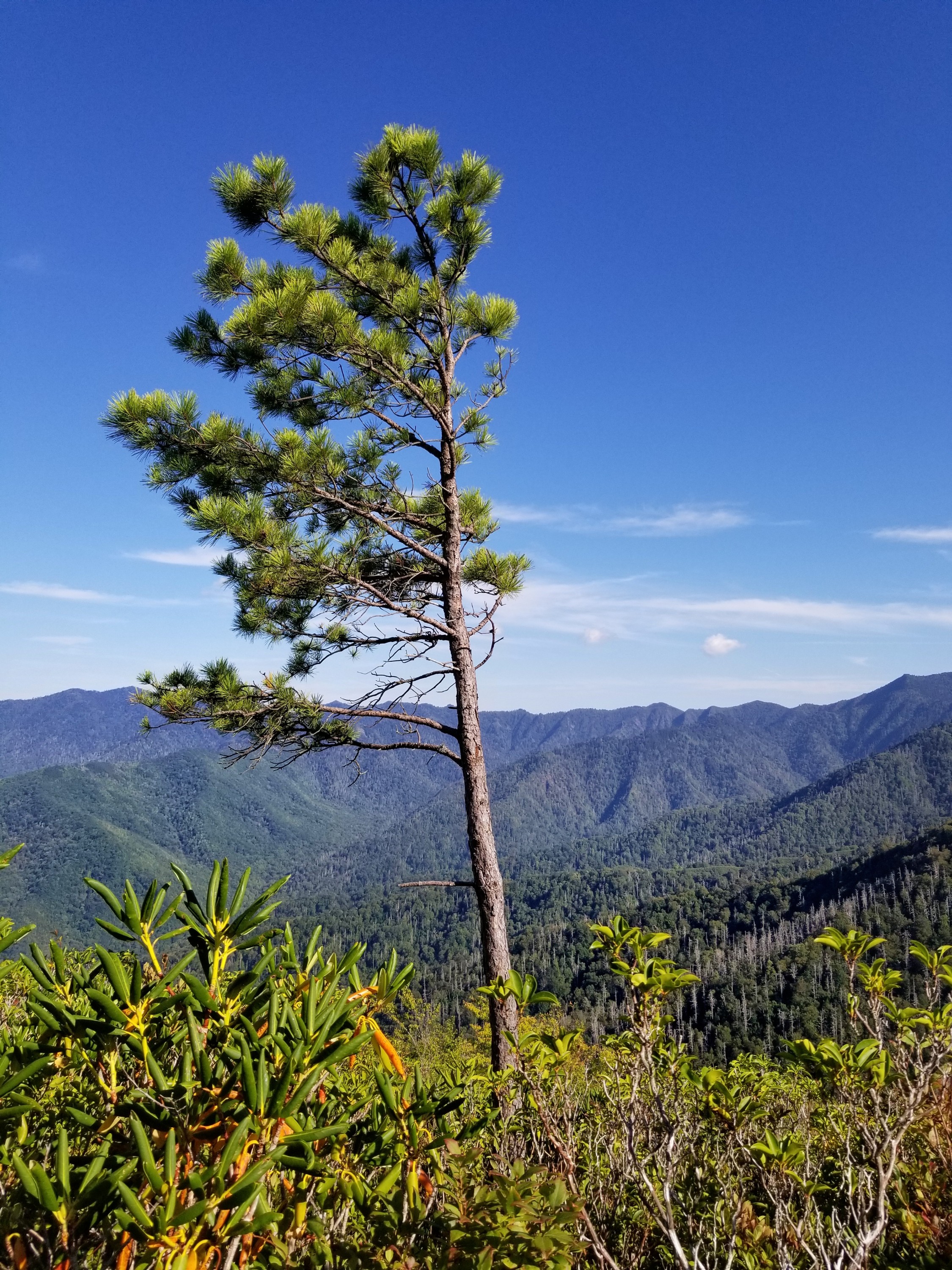 Lone pine tree with mountains in the distance