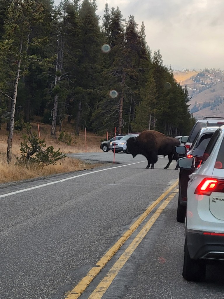 Yellowstone National Park bison road