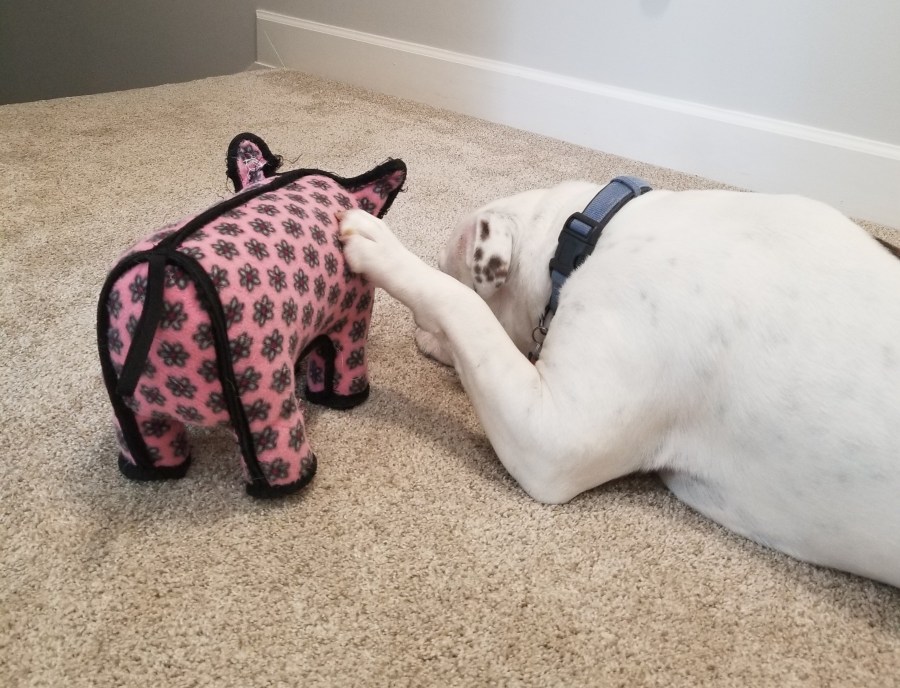 Old English Bulldog hugging toy pig