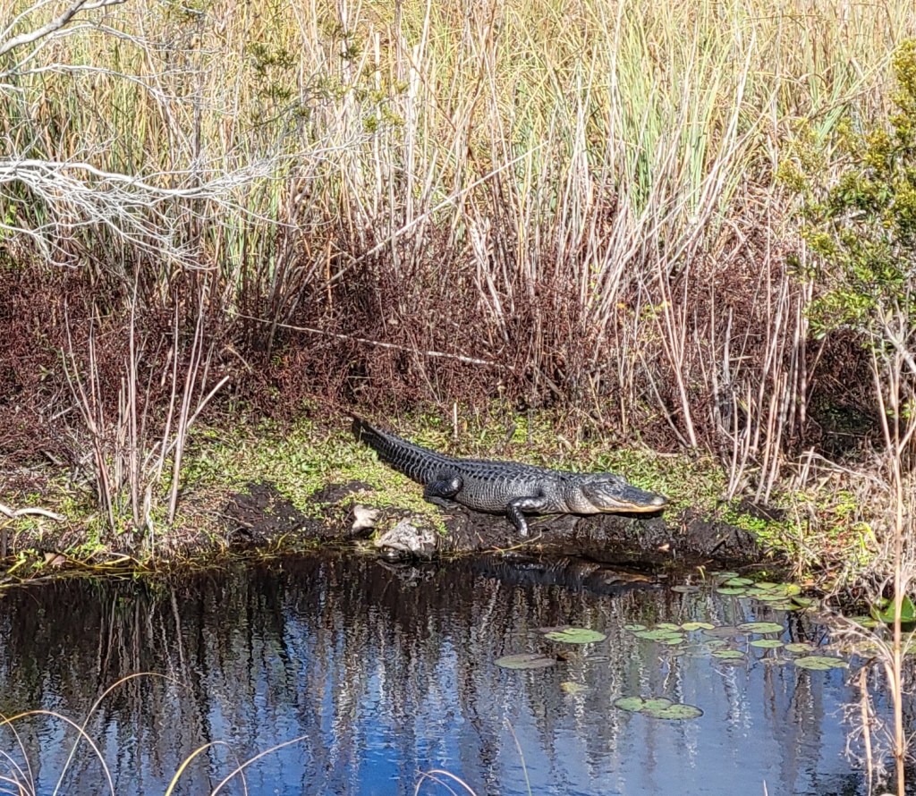 Small alligator on a bank in Gulf State Park, Alabama