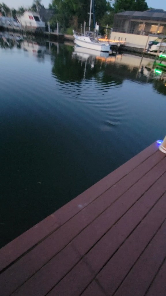 A ray in the water of a canal near a dock