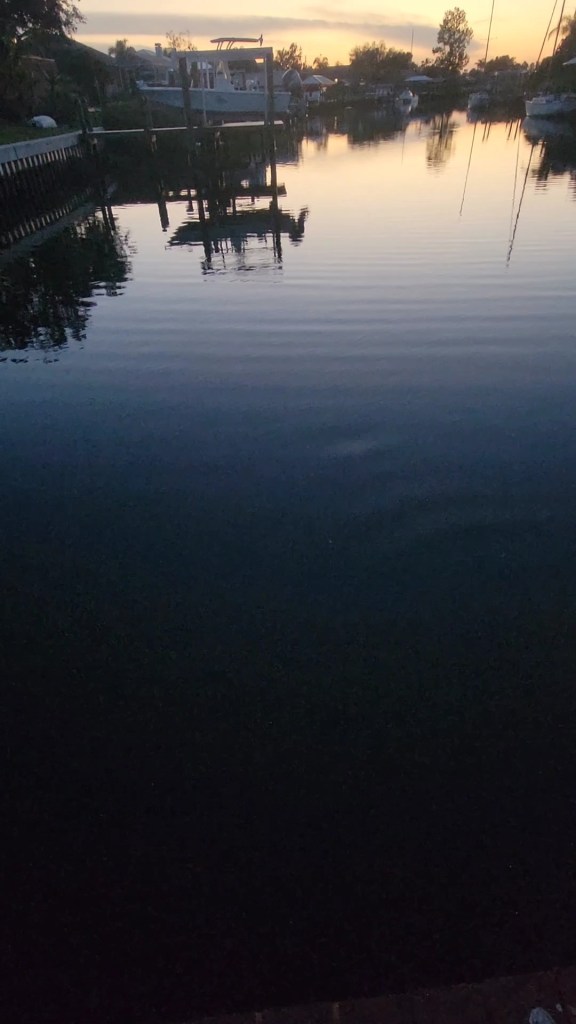 A ray in the water of a canal near a dock