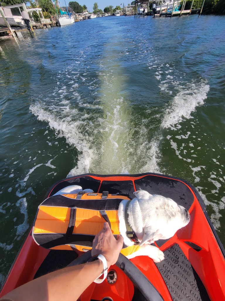 White dog wearing a life jacket on the back of a jet ski