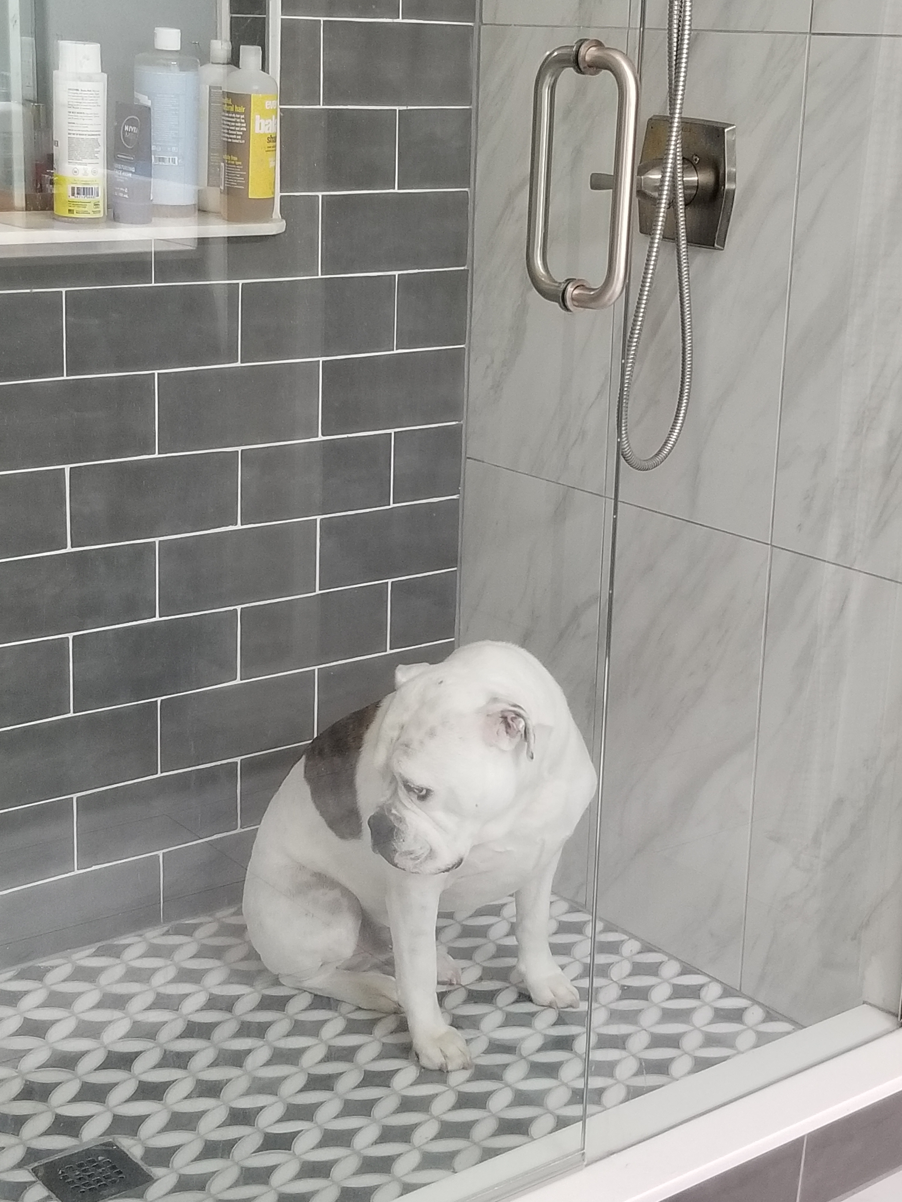 Old English Bulldog in a tile shower about to get a bath