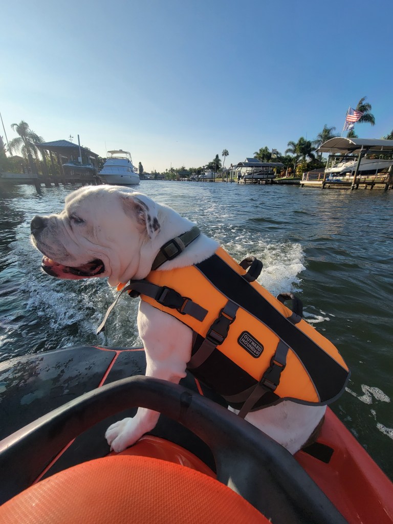 White dog in a life jacket, riding on the back of s jet ski.