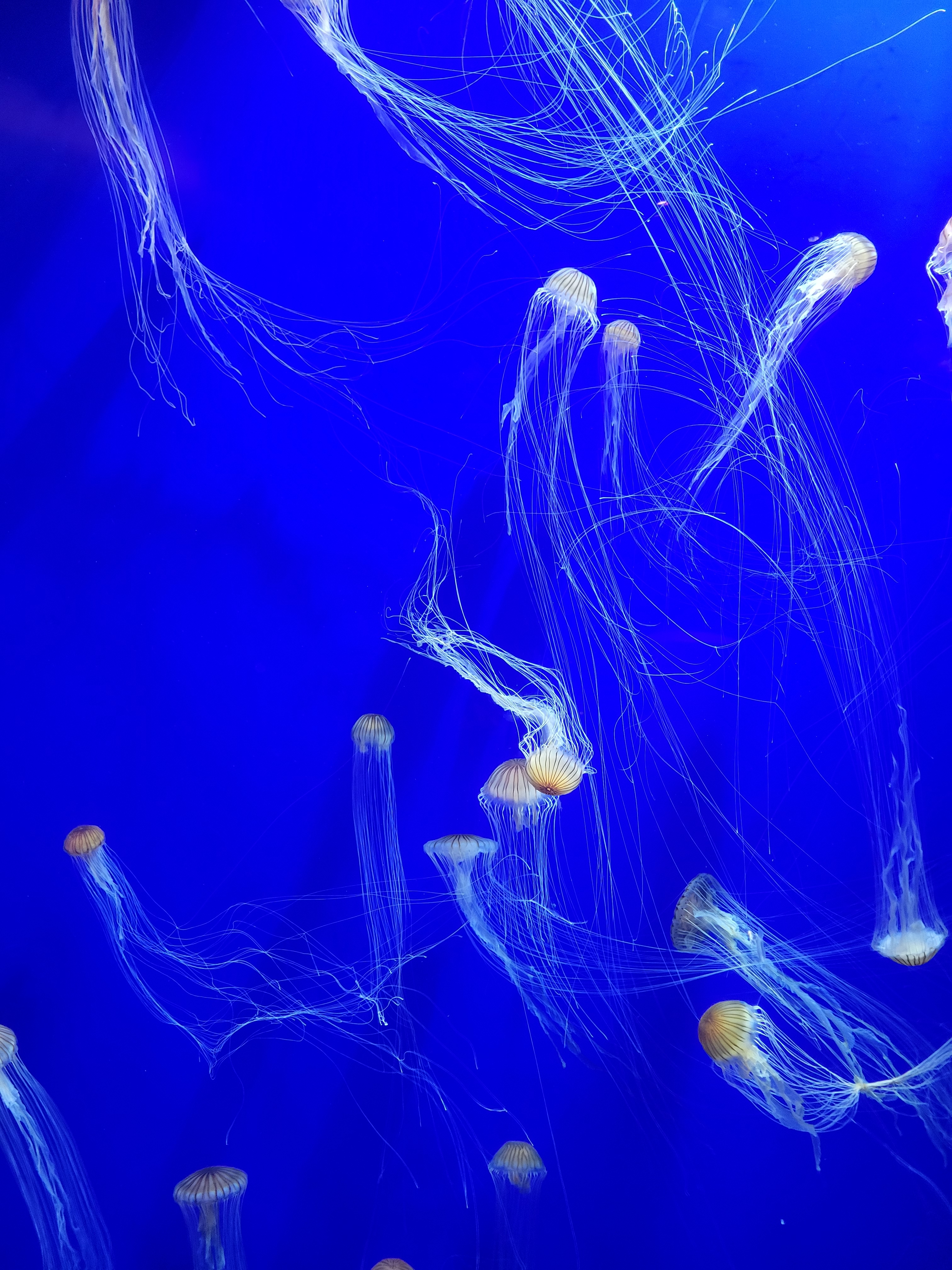 Jellyfish in an aquarium