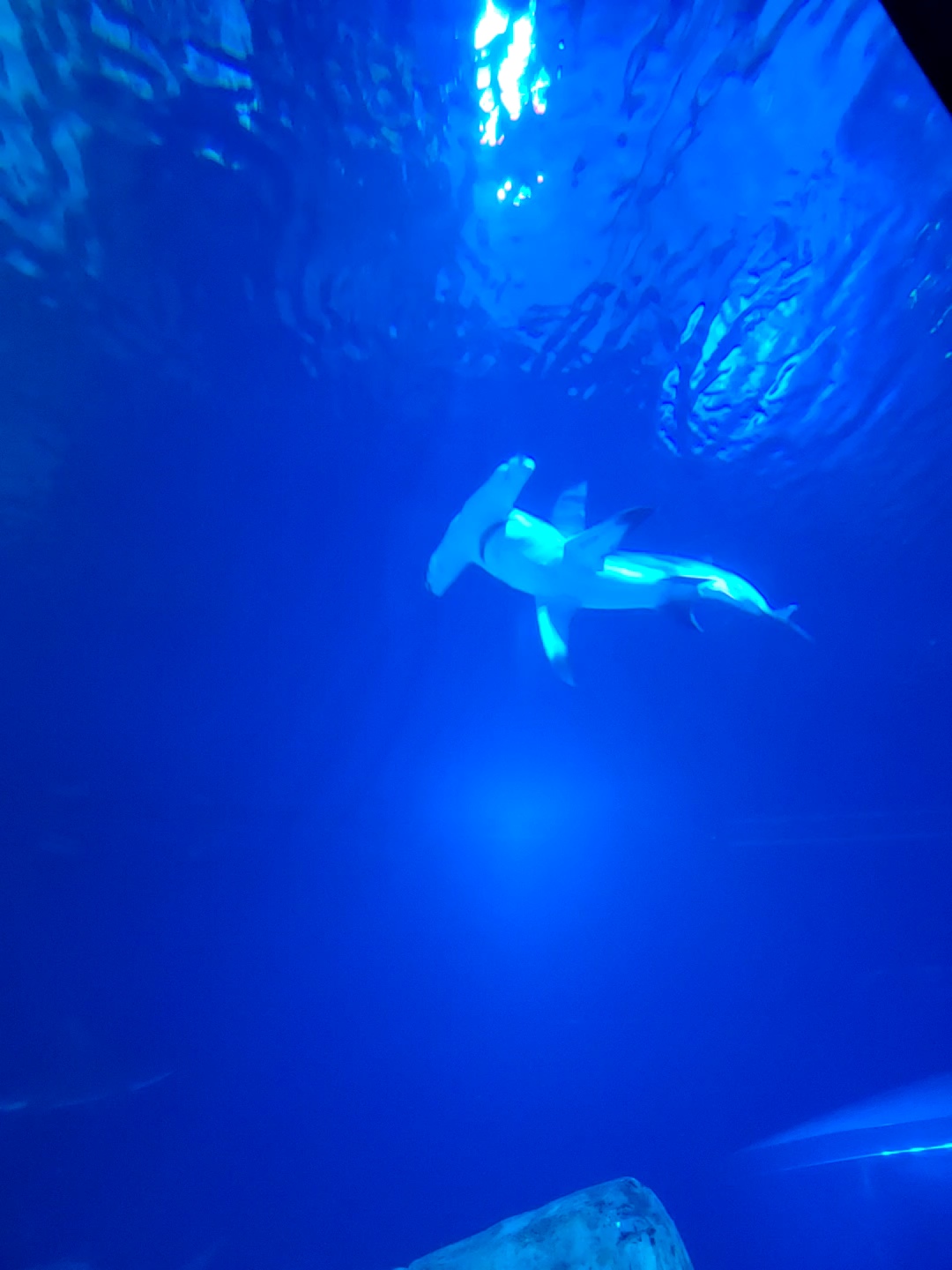 Hammerhead shark in an aquarium