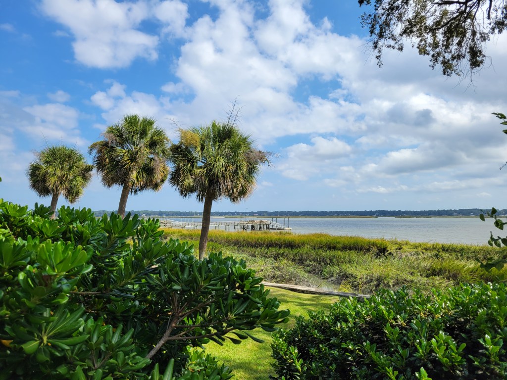 Palm trees in Beaufort, South Carolina
