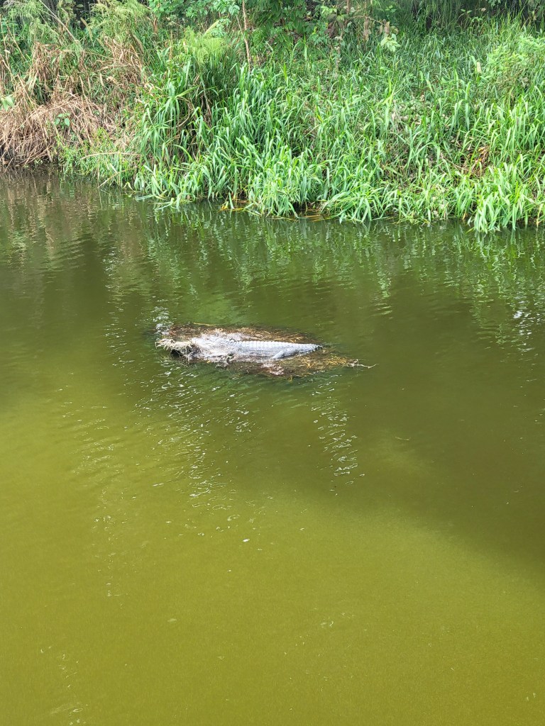 Baby alligator in the water