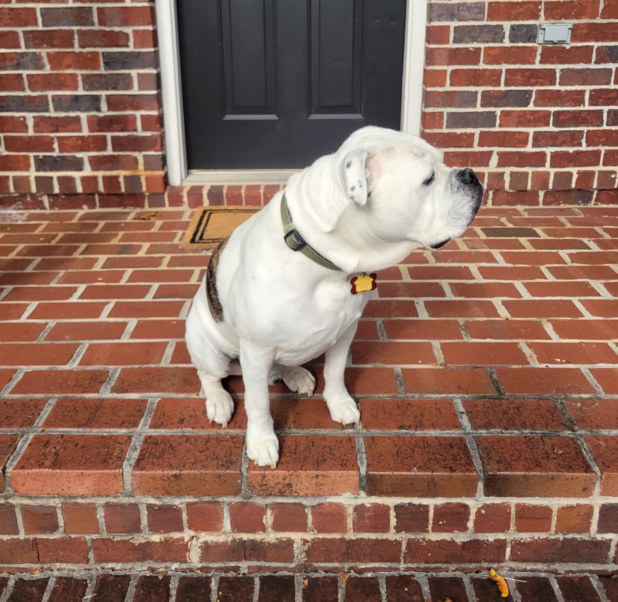White Old English Bulldog sitting on a brick porch with head turned to the right