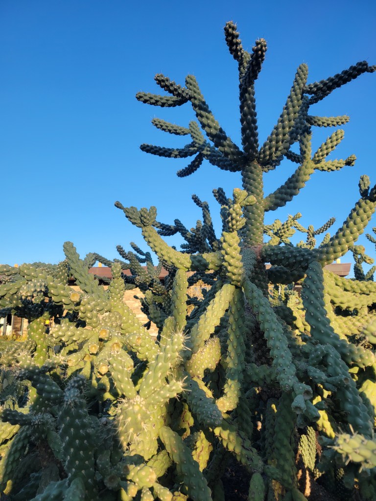 Unique cacti in Arizona