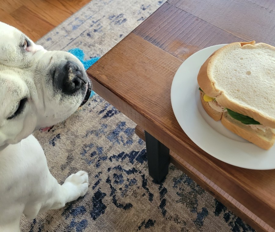 Dog looking at a sandwich on a table