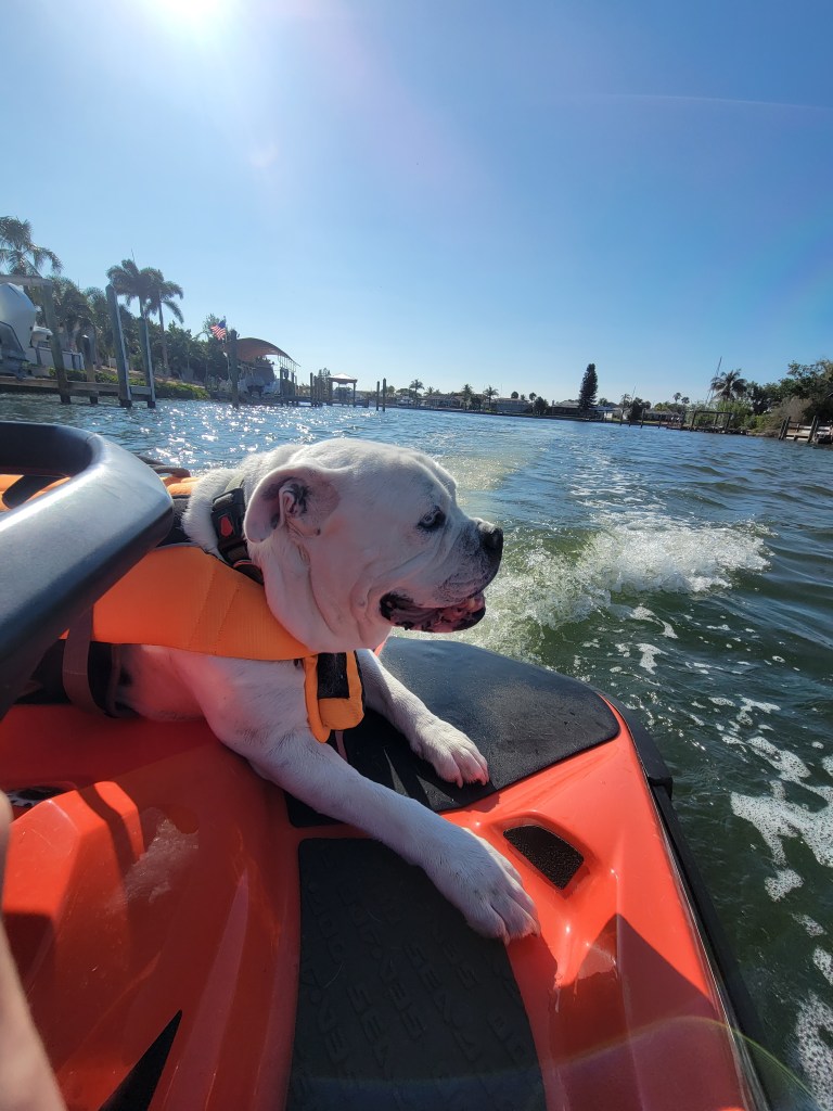Dog on a jet ski 