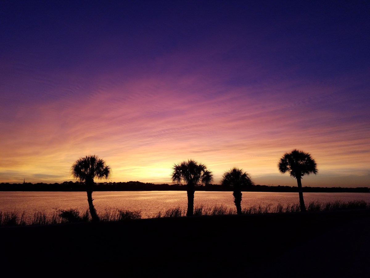 what-is-the-significance-of-palm-trees-in-the-bible-adventure-and