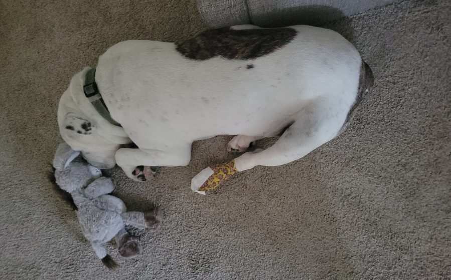 Dog sleeping with a toy