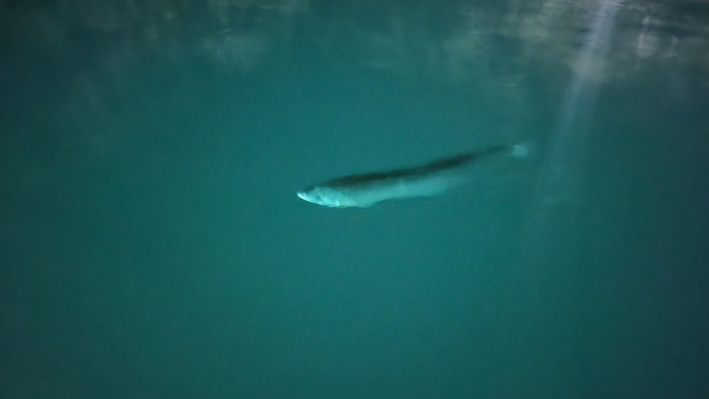 Rainbow trout in a lake underground 