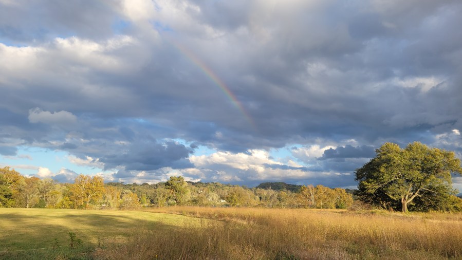 Rainbow over a golden field