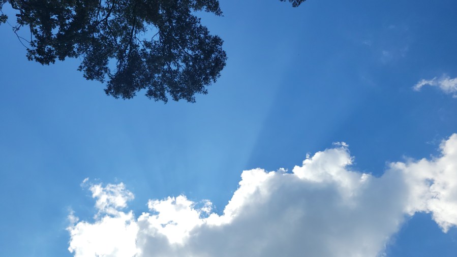 Looking up at the sky with a view of a cloud and the top of a tree